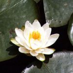 Nymphaea Odorata Pumilla