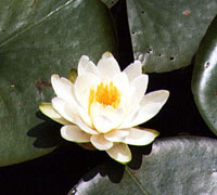 Nymphaea Odorata Pumilla