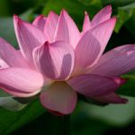 Nelumbo Ohga Hasu