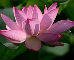 Nelumbo Ohga Hasu