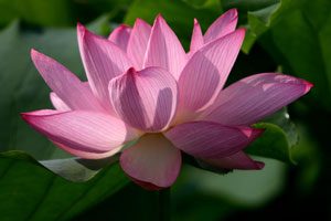 Nelumbo Ohga Hasu