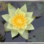 Nymphaea Pygmaea Alba