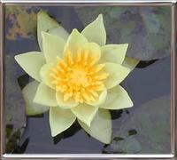 Nymphaea Pygmaea Alba