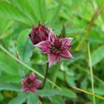 Potentilla Palustris