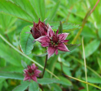 Potentilla Palustris