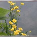 Ranunculus Lingua
