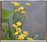 Ranunculus Lingua