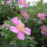 Rosa Palustre