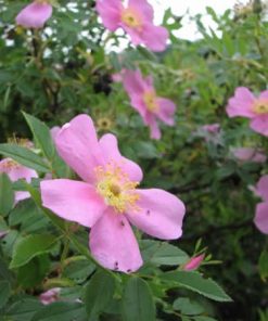 Rosa Palustre