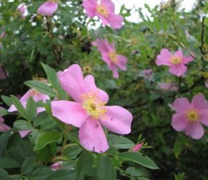 Rosa Palustre