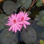 Nymphaea Rubra