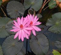 Nymphaea Rubra