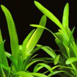 Sagittaria Theres
