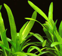 Sagittaria Theres