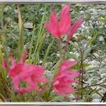 Schizostylis Coccinea