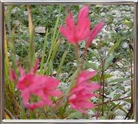 Schizostylis Coccinea