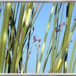 Scirpus Tabernaemontani Zebrino