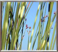 Scirpus Tabernaemontani Zebrino