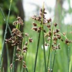 Scirpus Lacustris