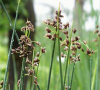 Scirpus Lacustris