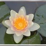Nymphaea Solfatare