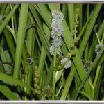 Sparganium