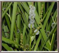Sparganium