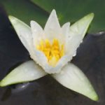 Nymphaea Tetragona