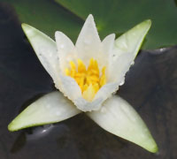 Nymphaea Tetragona