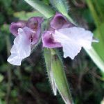 Thalia Dealbata