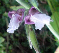 Thalia Dealbata