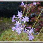 Tulbachia Violacea