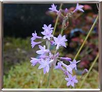 Tulbachia Violacea