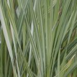 Typha Latipholia Variegata