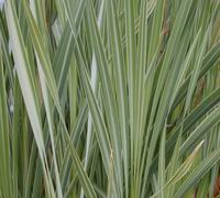Typha Latipholia Variegata