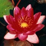 Nymphaea William Falconer