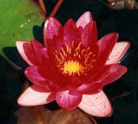 Nymphaea William Falconer