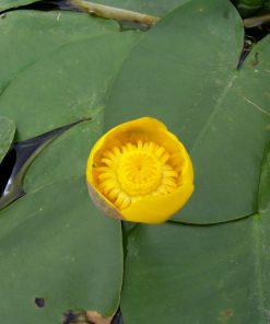 NUPHAR