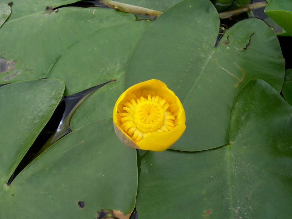 NUPHAR