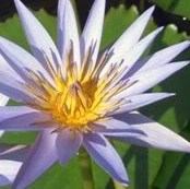 lilac star