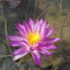 Siam Purple II