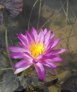 Siam Purple II