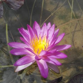 Siam Purple II