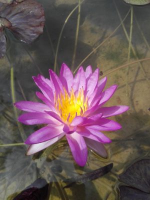 Siam Purple II